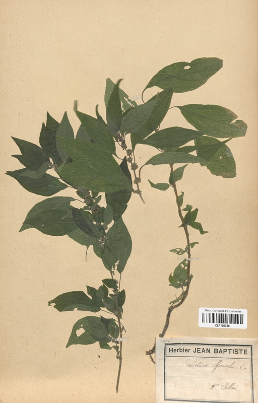 Parietaria officinalis (Urticaceae)