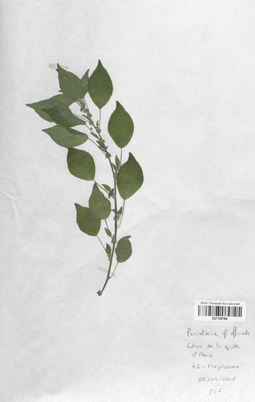 Parietaria officinalis (Urticaceae)