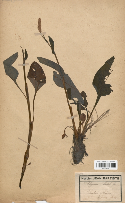 Polygonum bistorta (Polygonaceae)