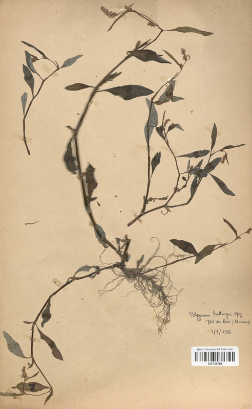 Polygonum brittingeri (Polygonaceae)