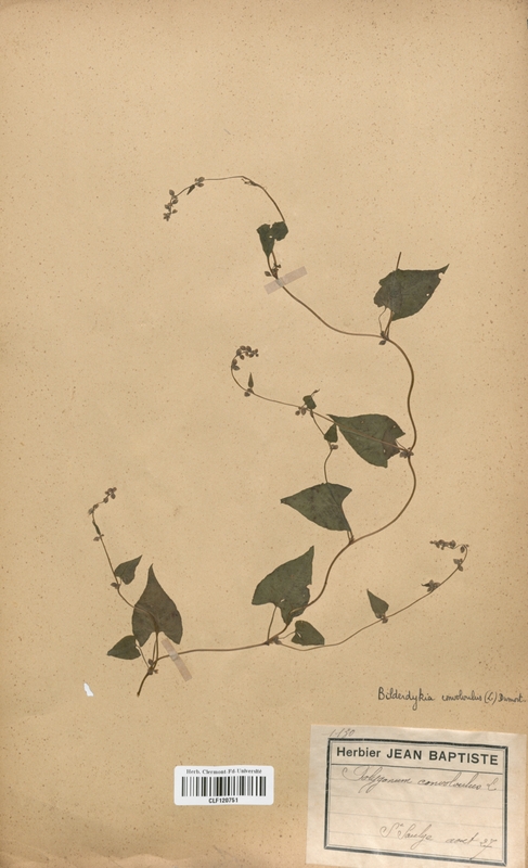 Polygonum convolvulus (Polygonaceae)