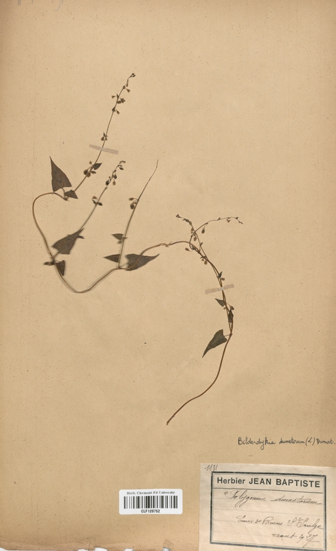 Polygonum dumetorum (Polygonaceae)