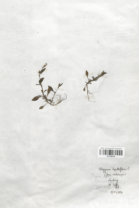 Polygonum lapathifolium (Polygonaceae)