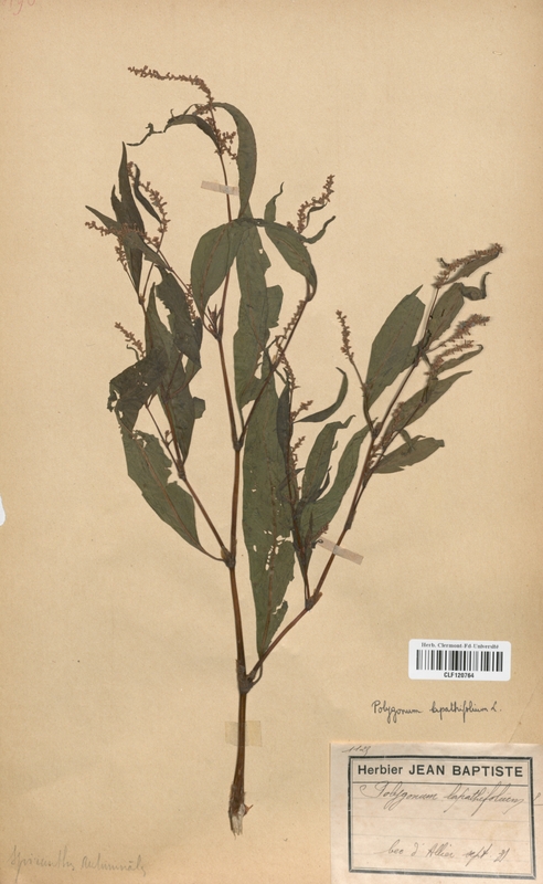 Polygonum lapathifolium (Polygonaceae)