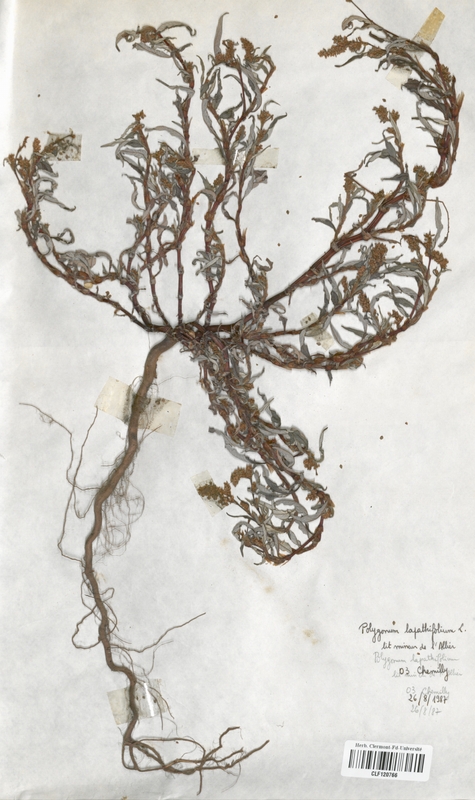 Polygonum lapathifolium (Polygonaceae)