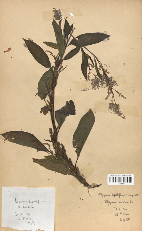Polygonum lapathifolium nodosum (Polygonaceae)