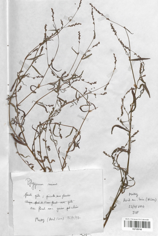 Polygonum minus (Polygonaceae)