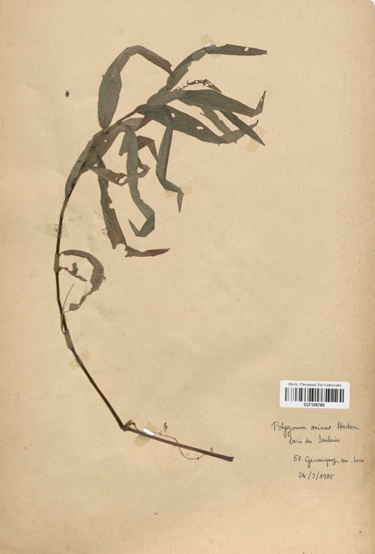 Polygonum minus (Polygonaceae)
