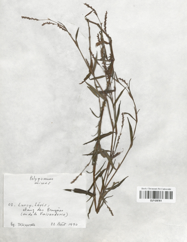 Polygonum minus (Polygonaceae)
