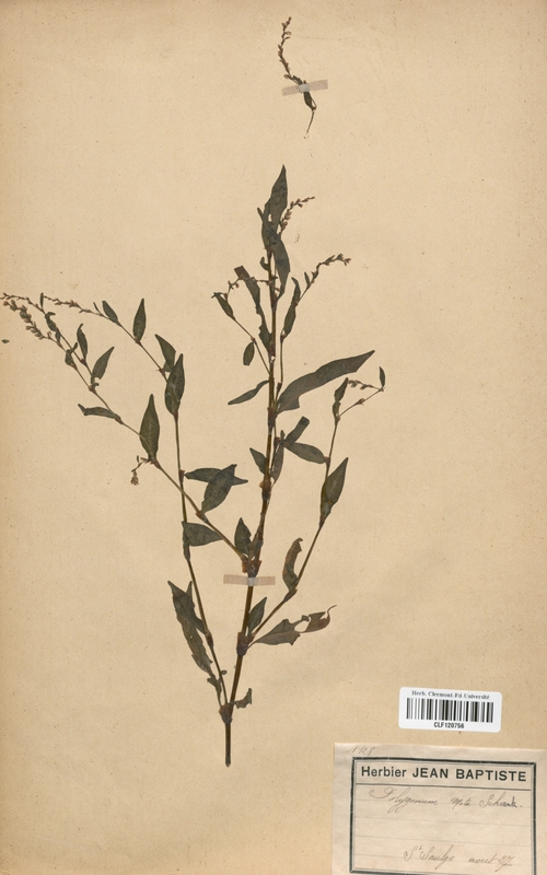 Polygonum mite (Polygonaceae)