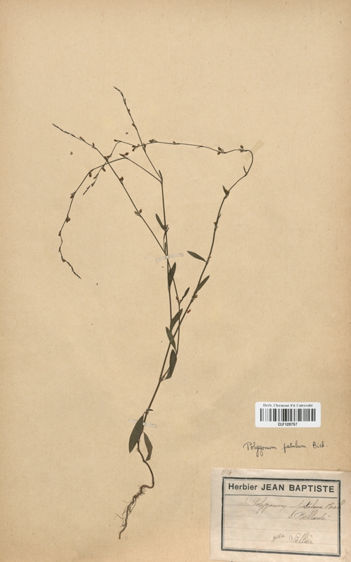 Polygonum patulum (Polygonaceae)