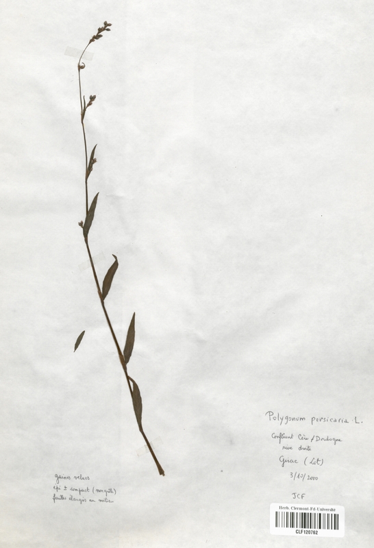 Polygonum persicaria (Polygonaceae)