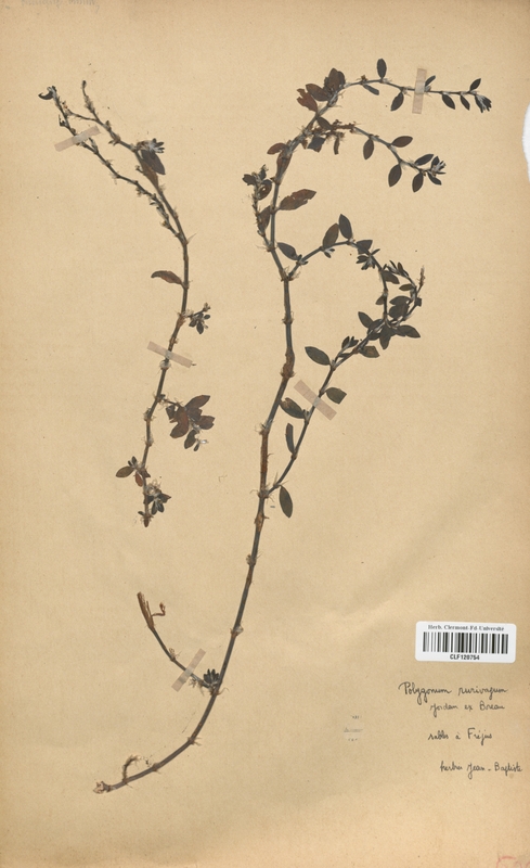 Polygonum rurivagum (Polygonaceae)