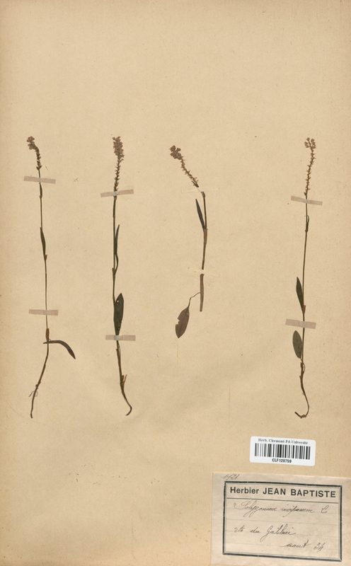 Polygonum viviparum (Polygonaceae)