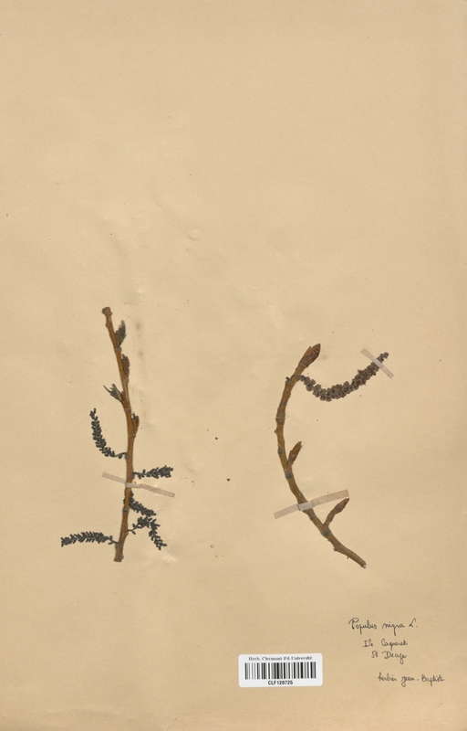 Populus nigra (Salicaceae)