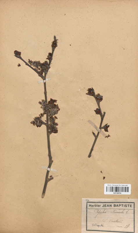Populus tremula (Salicaceae)