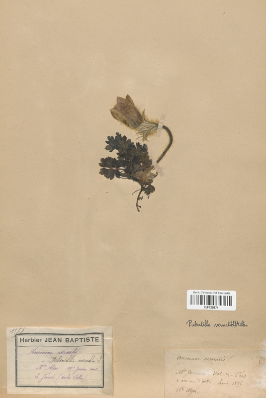 Pulsatilla vernalis (Renonculaceae)
