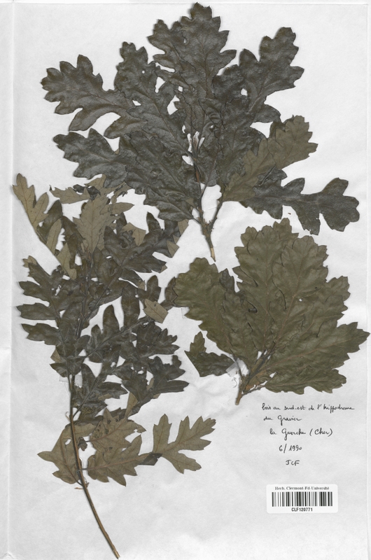 Quercus cerris (Fagaceae)