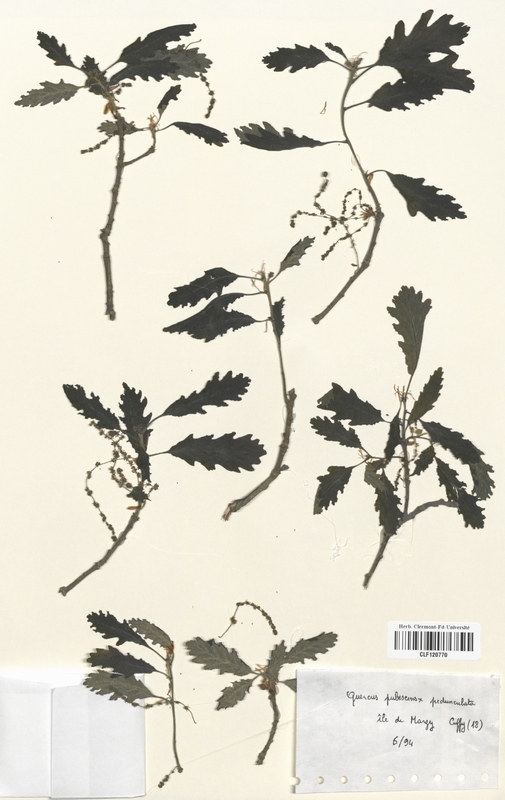 Quercus pubescens (Fagaceae)