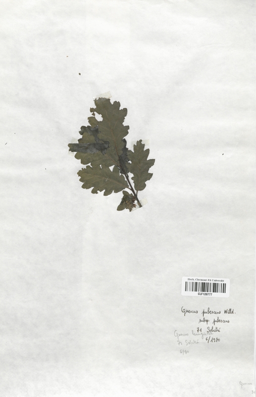 Quercus pubescens (Fagaceae)