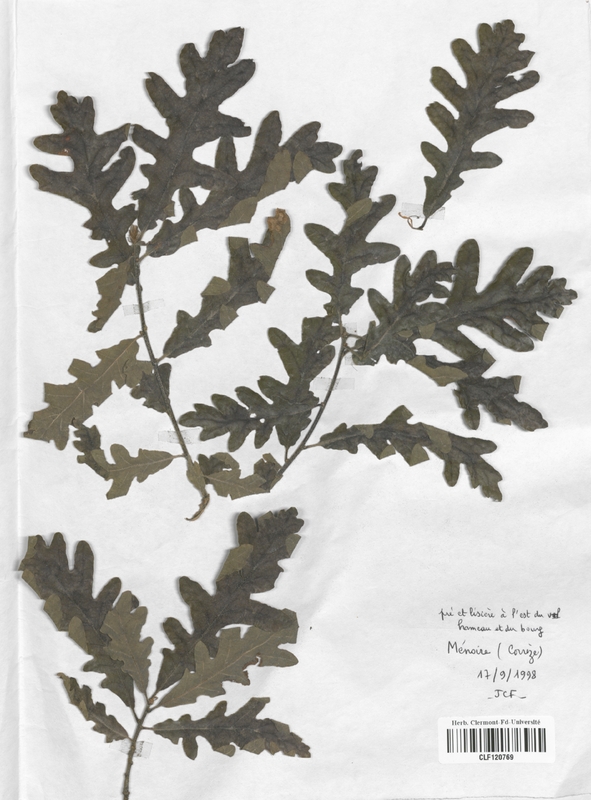 Quercus pyrenaica (Fagaceae)