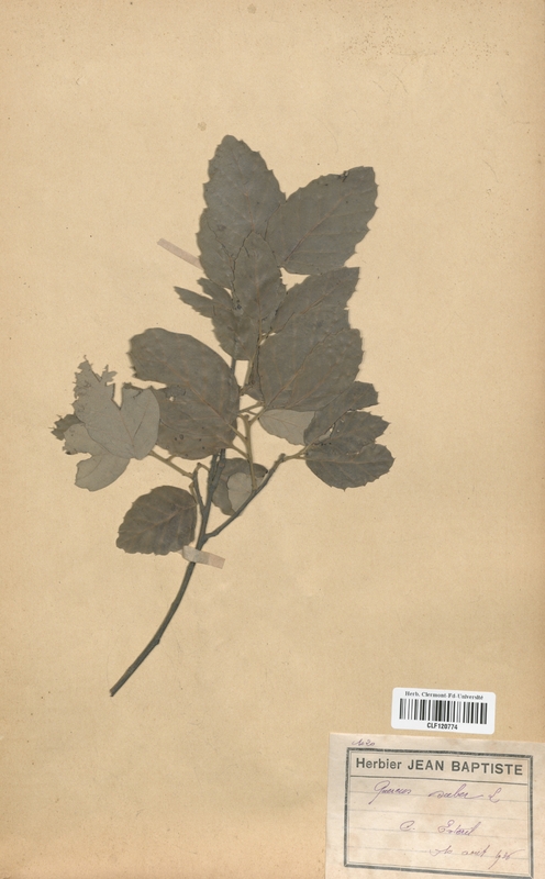 Quercus suber (Fagaceae)