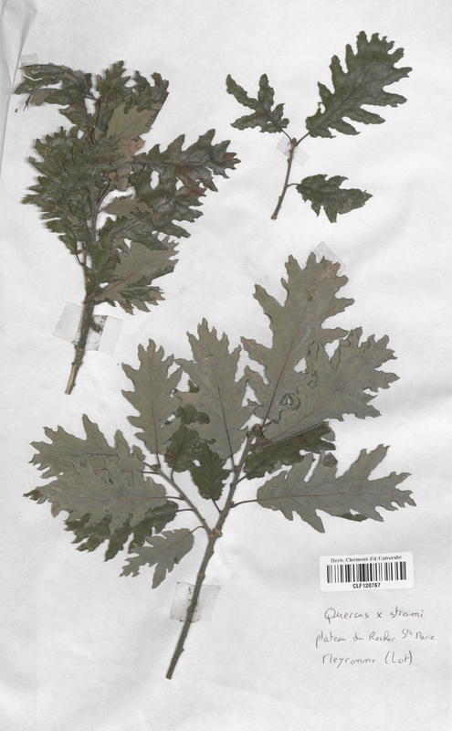 Quercus x streimi (Fagaceae)