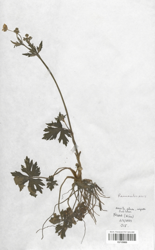 Ranunculus acris (Renonculaceae)