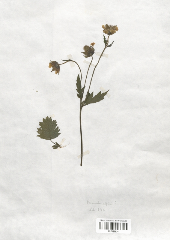 Ranunculus alpestris (Renonculaceae)