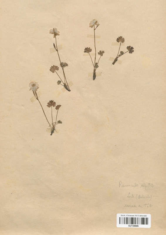 Ranunculus alpestris (Renonculaceae)