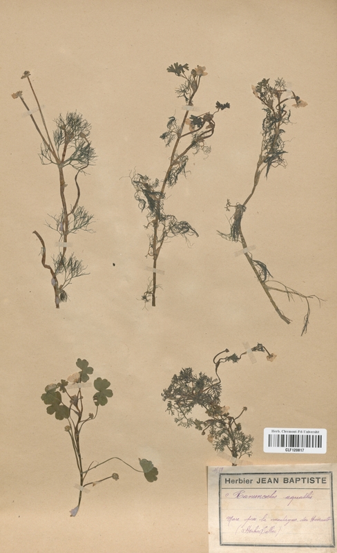 Ranunculus aquatilis (Renonculaceae)