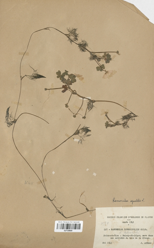 Ranunculus aquatilis (Renonculaceae)