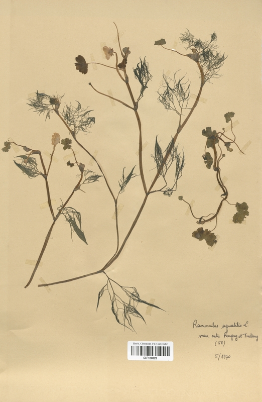 Ranunculus aquatilis (Renonculaceae)