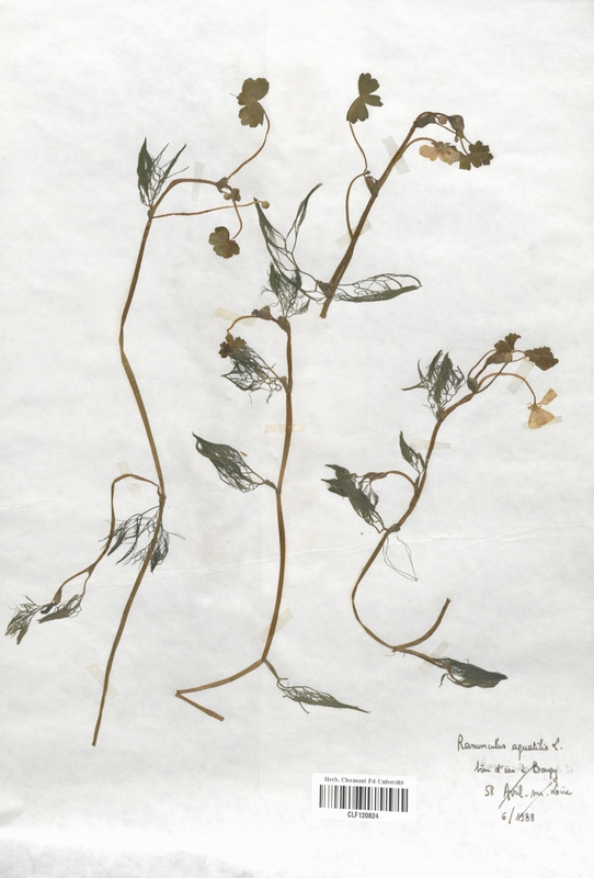 Ranunculus aquatilis (Renonculaceae)