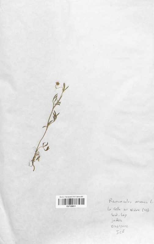Ranunculus arvensis (Renonculaceae)