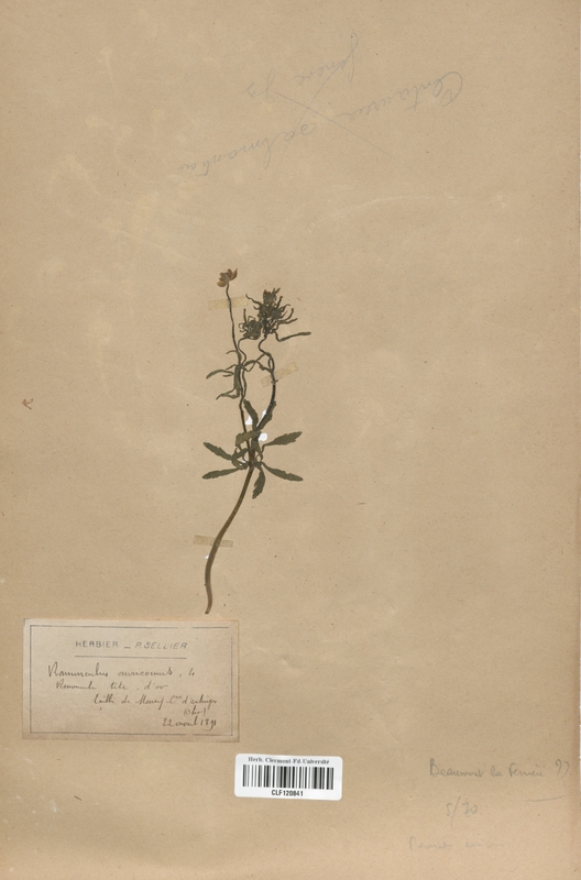 Ranunculus auricomus (Renonculaceae)