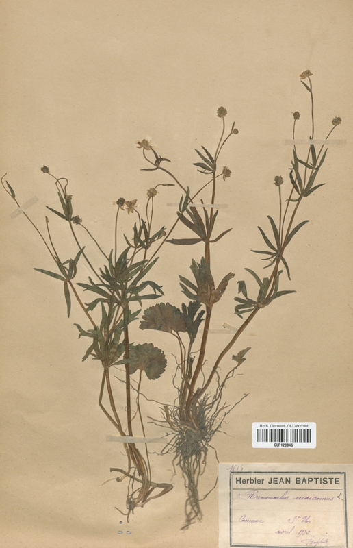 Ranunculus auricomus (Renonculaceae)
