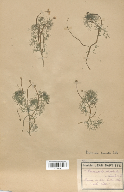 Ranunculus circinatus (Renonculaceae)