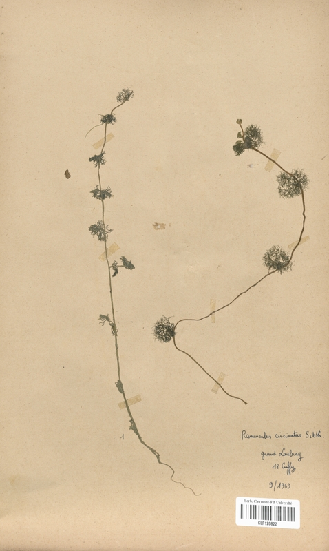 Ranunculus circinatus (Renonculaceae)