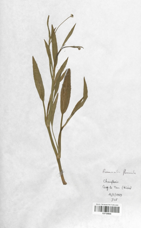 Ranunculus flammula (Renonculaceae)