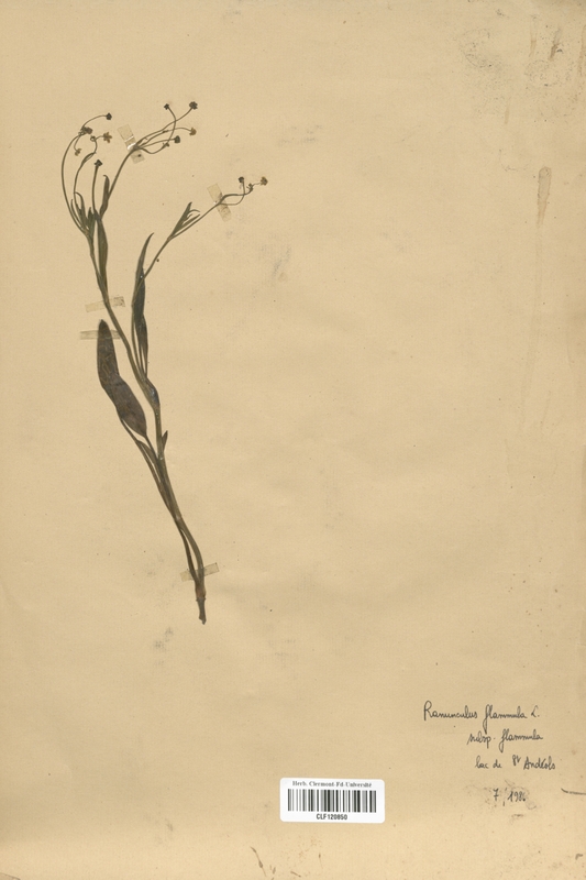 Ranunculus flammula (Renonculaceae)