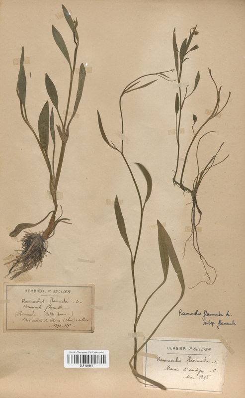 Ranunculus flammula (Renonculaceae)