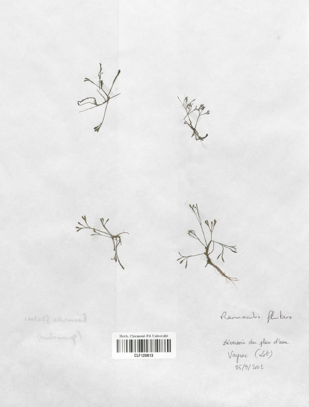 Ranunculus fluitans (Renonculaceae)