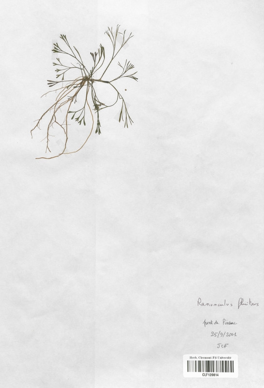 Ranunculus fluitans (Renonculaceae)