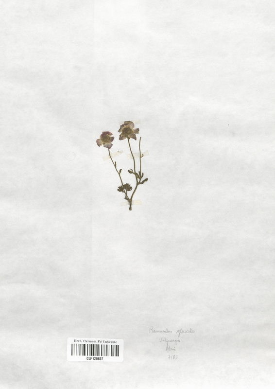Ranunculus glacialis (Renonculaceae)