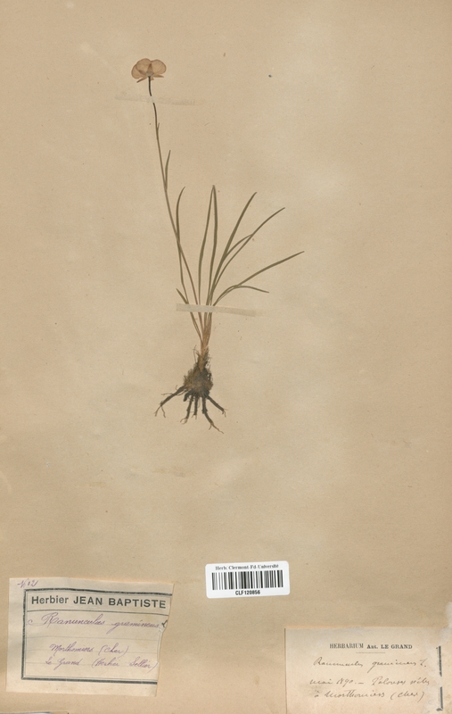 Ranunculus gramineus (Renonculaceae)