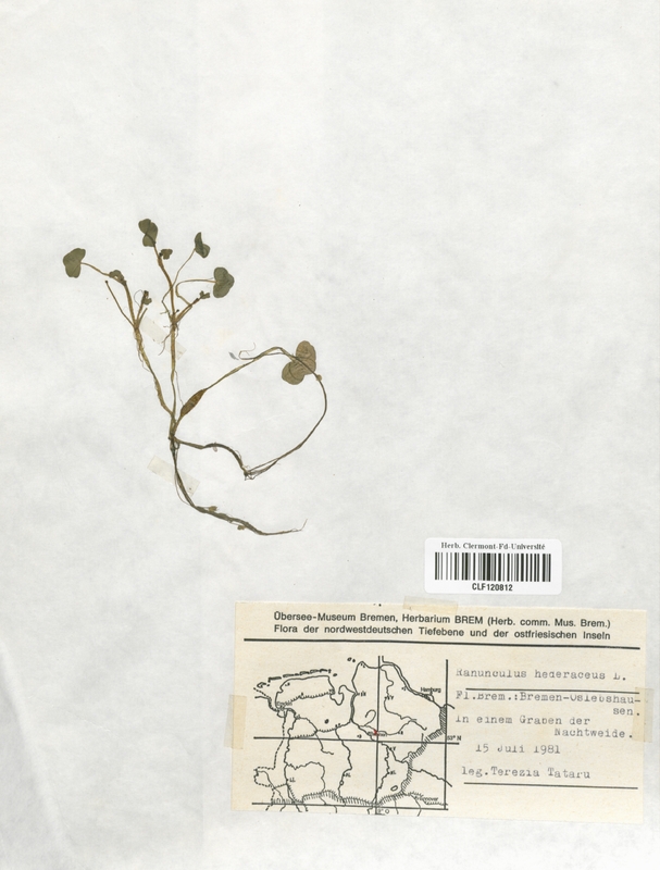 Ranunculus hederaceus (Renonculaceae)
