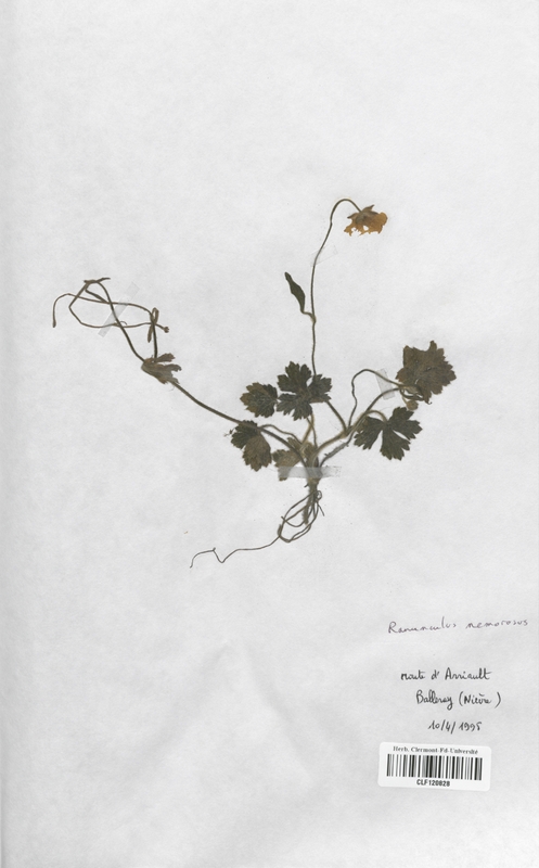 Ranunculus nemorosus (Renonculaceae)