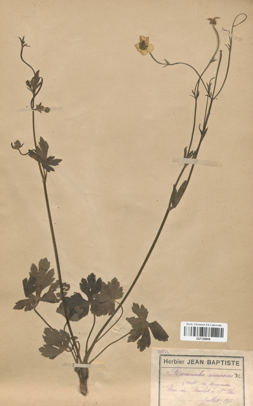 Ranunculus nemorosus breyninus (Renonculaceae)