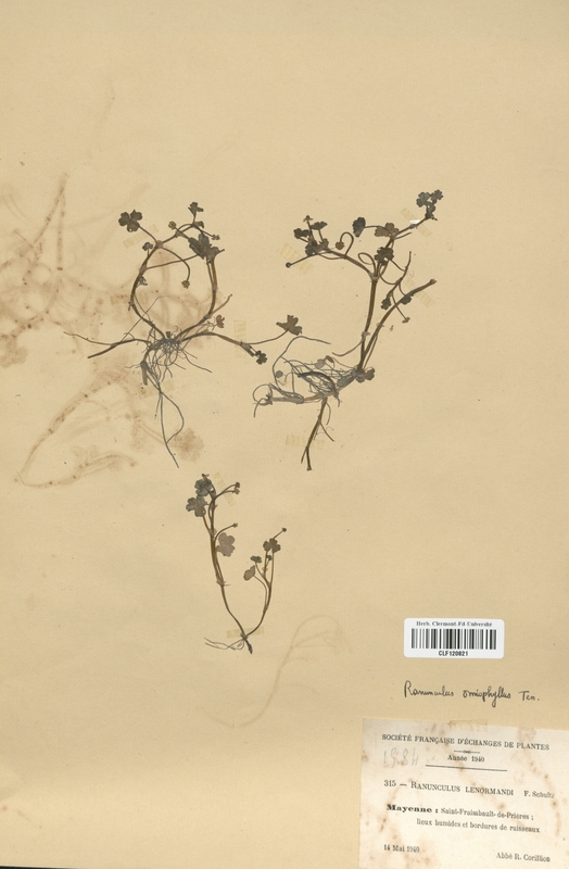 Ranunculus omiophyllus (Renonculaceae)